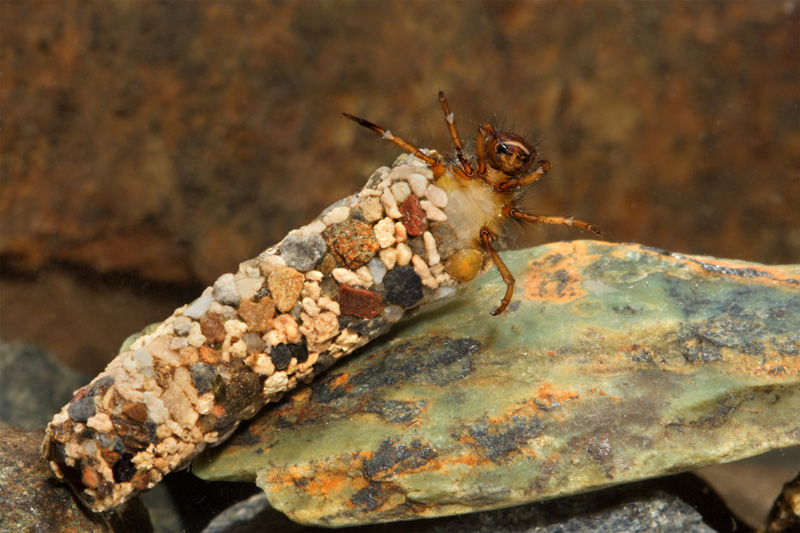 larve di Tricottero:   Phryganeidae e Limnephilidae